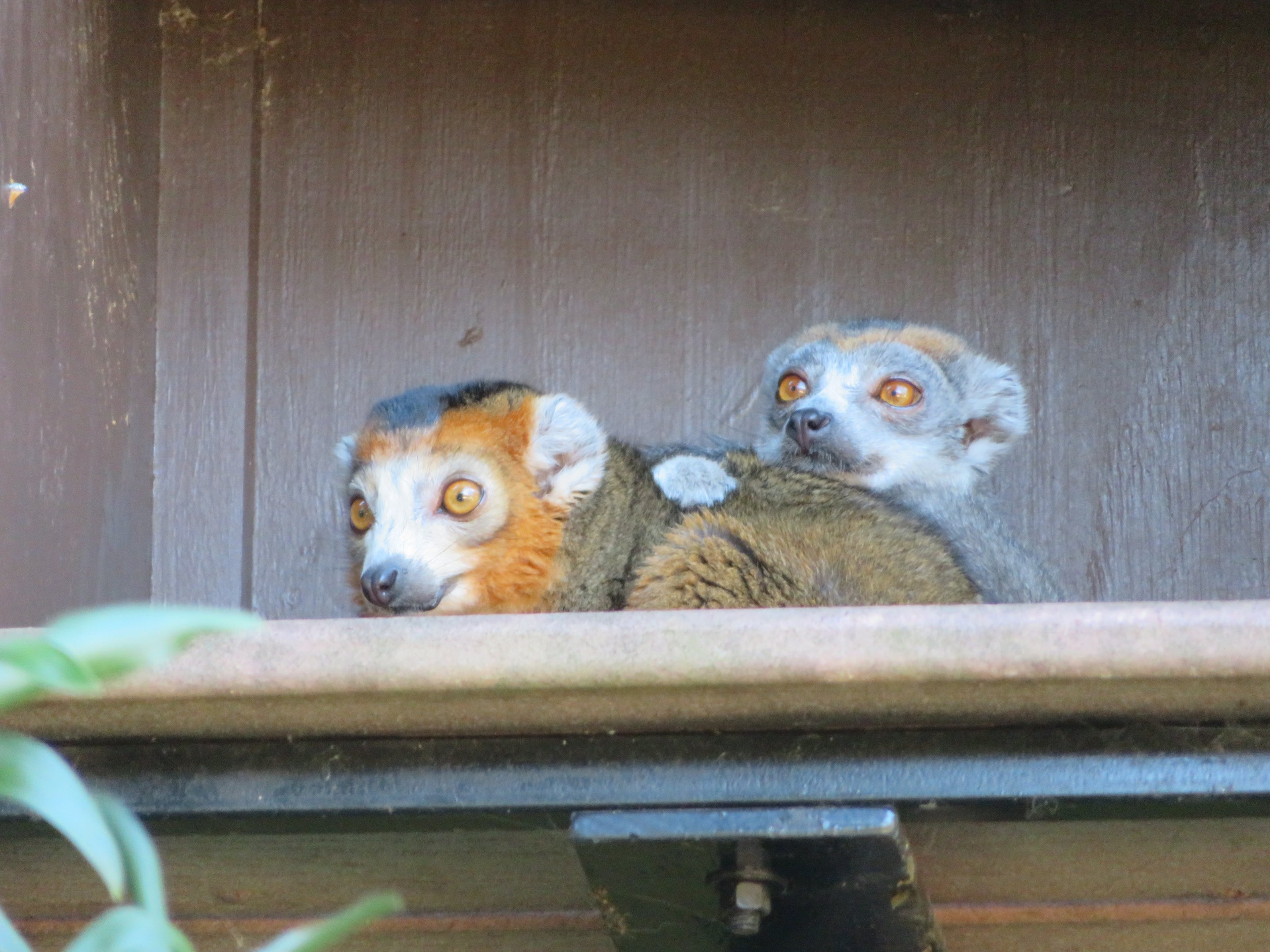 Crowned Lemurs