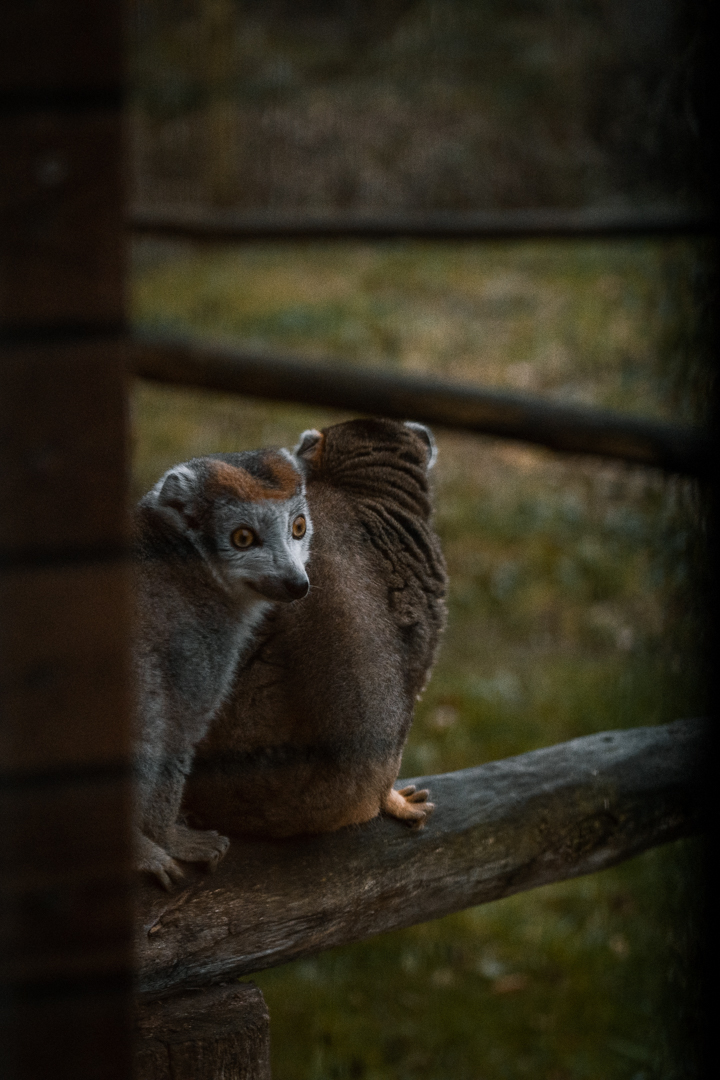 Crowned Lemurs