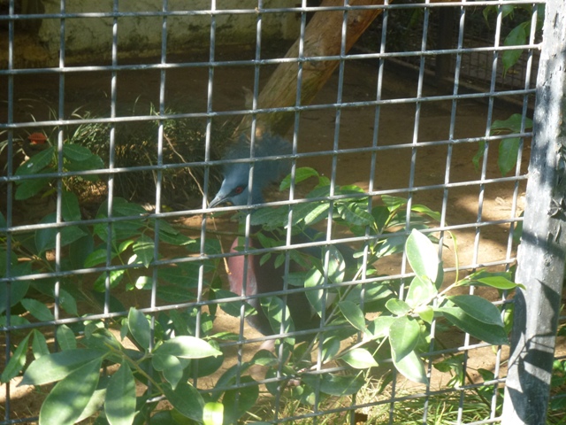 Crowned pigeon 15.12.12