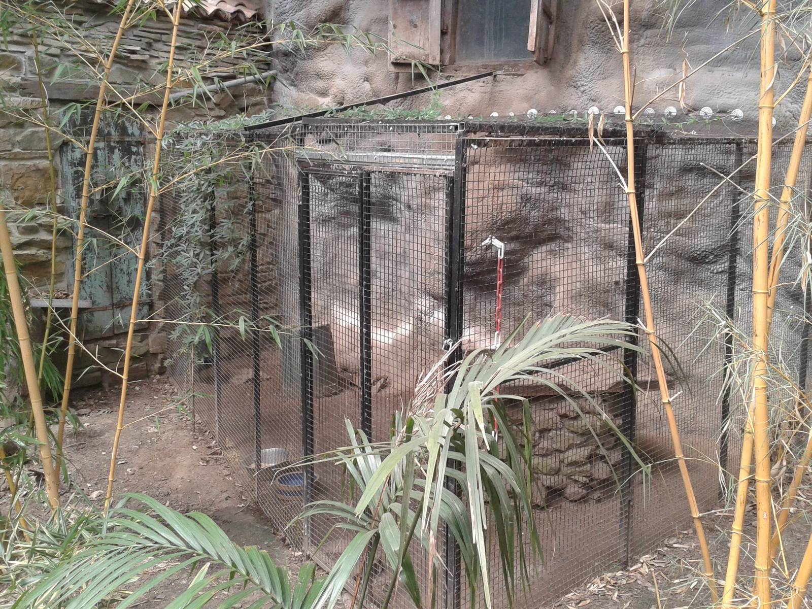 Crowned pigeon aviary in the Bamboo Jungle