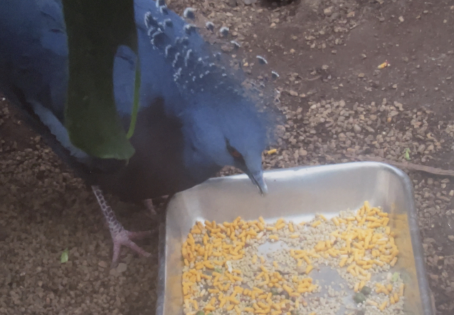 Crowned pigeon February 18, 2018