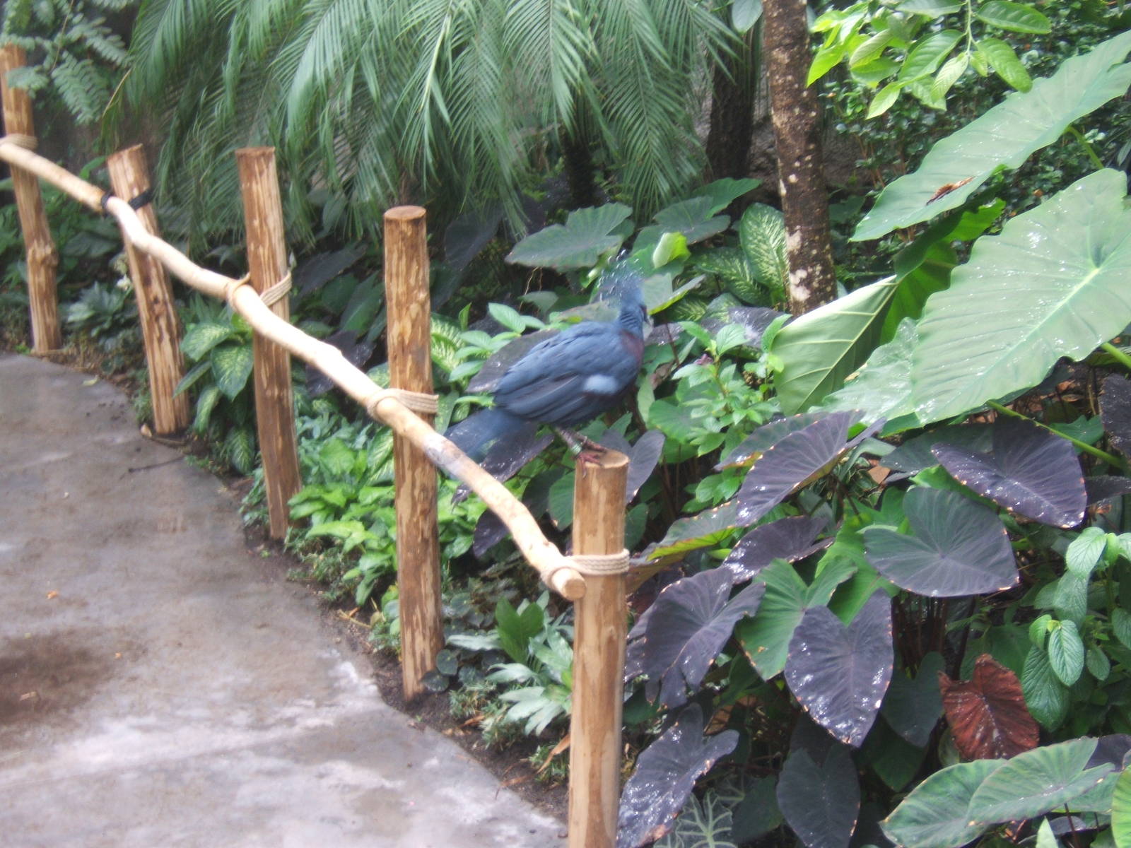 Crowned Pigeon in Monsoon Forest