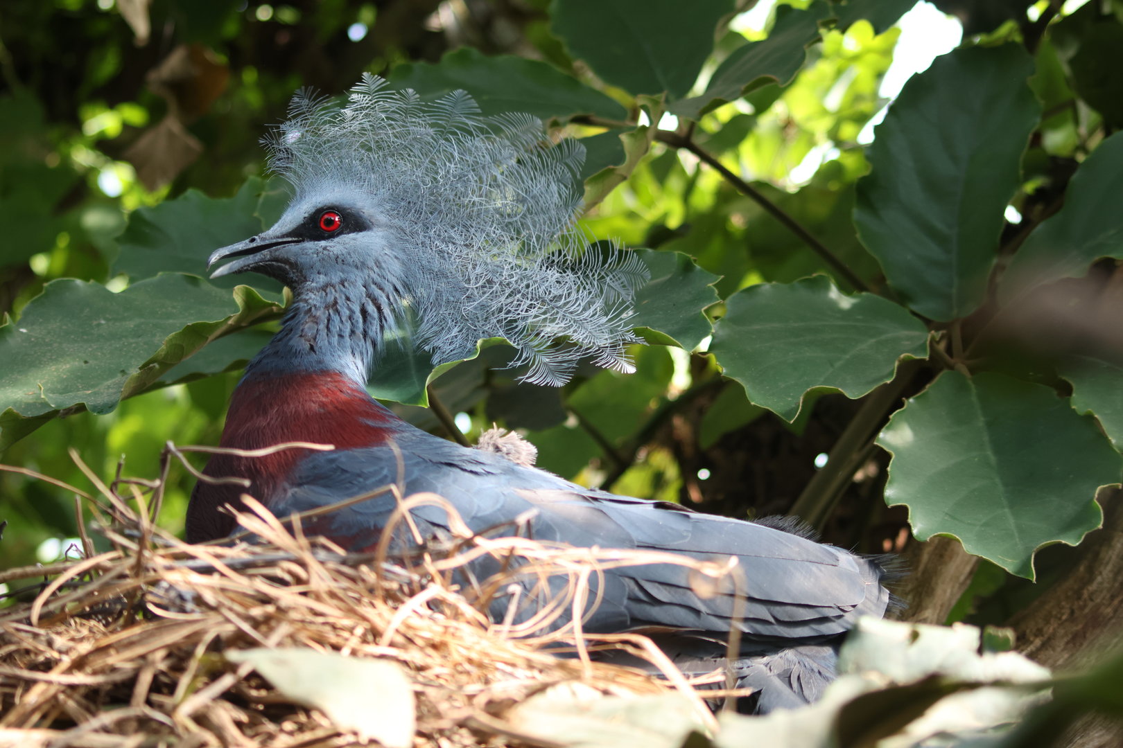 Crowned Pigeon on nest