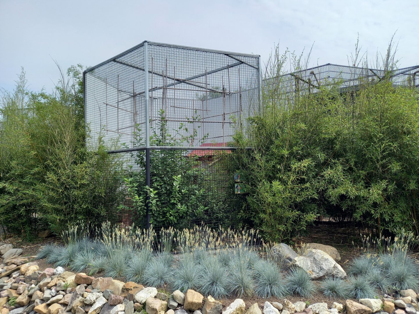 Crowned pigeon - Red-billed blue magpie aviary