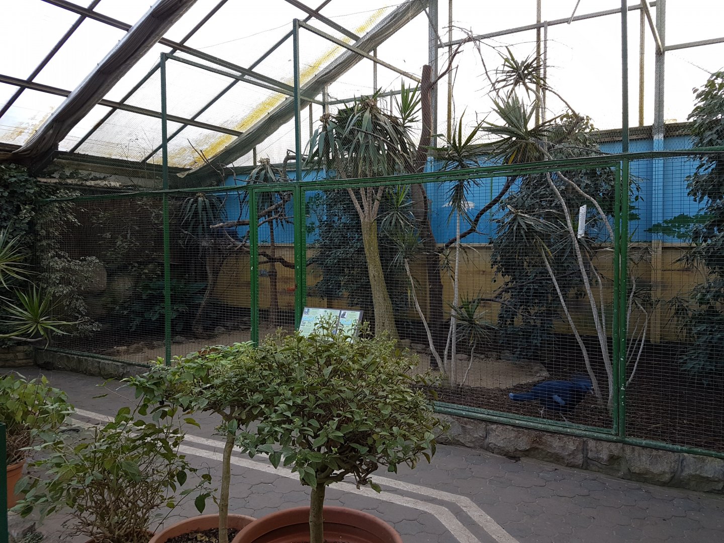 Crowned pigeon - roller-aviary