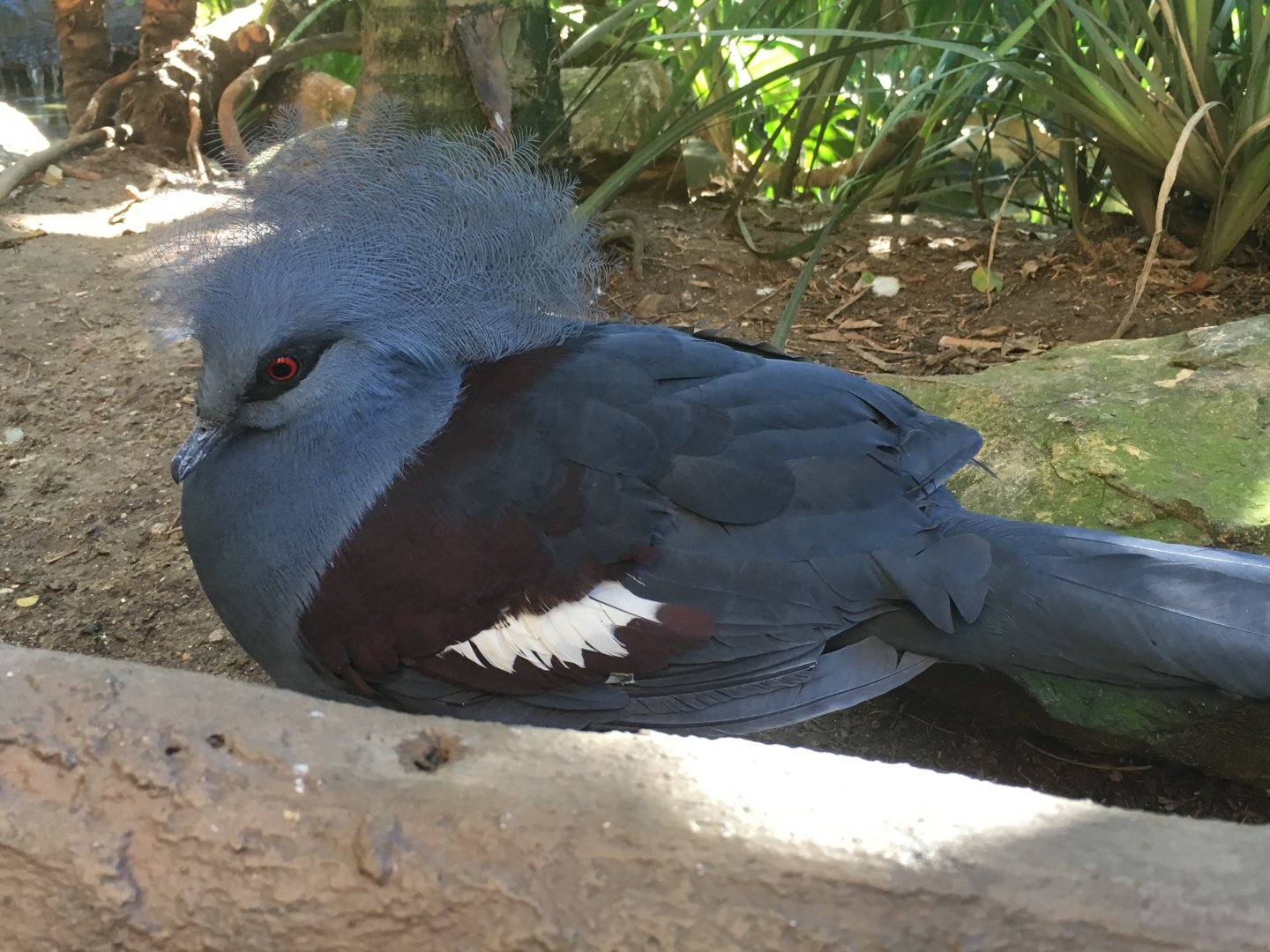 Crowned Pigeon