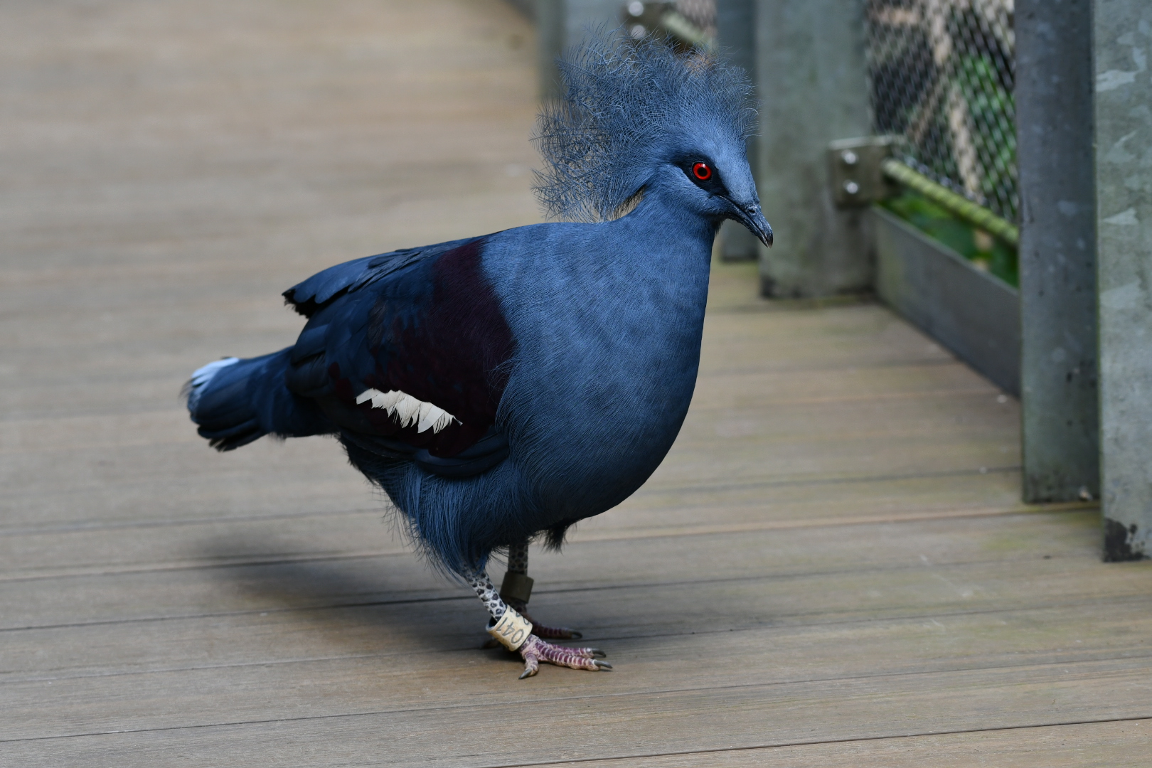 Crowned pigeon