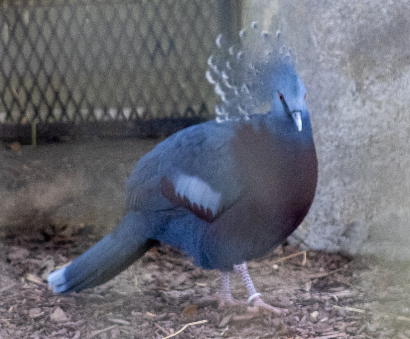 Crowned Pigeon