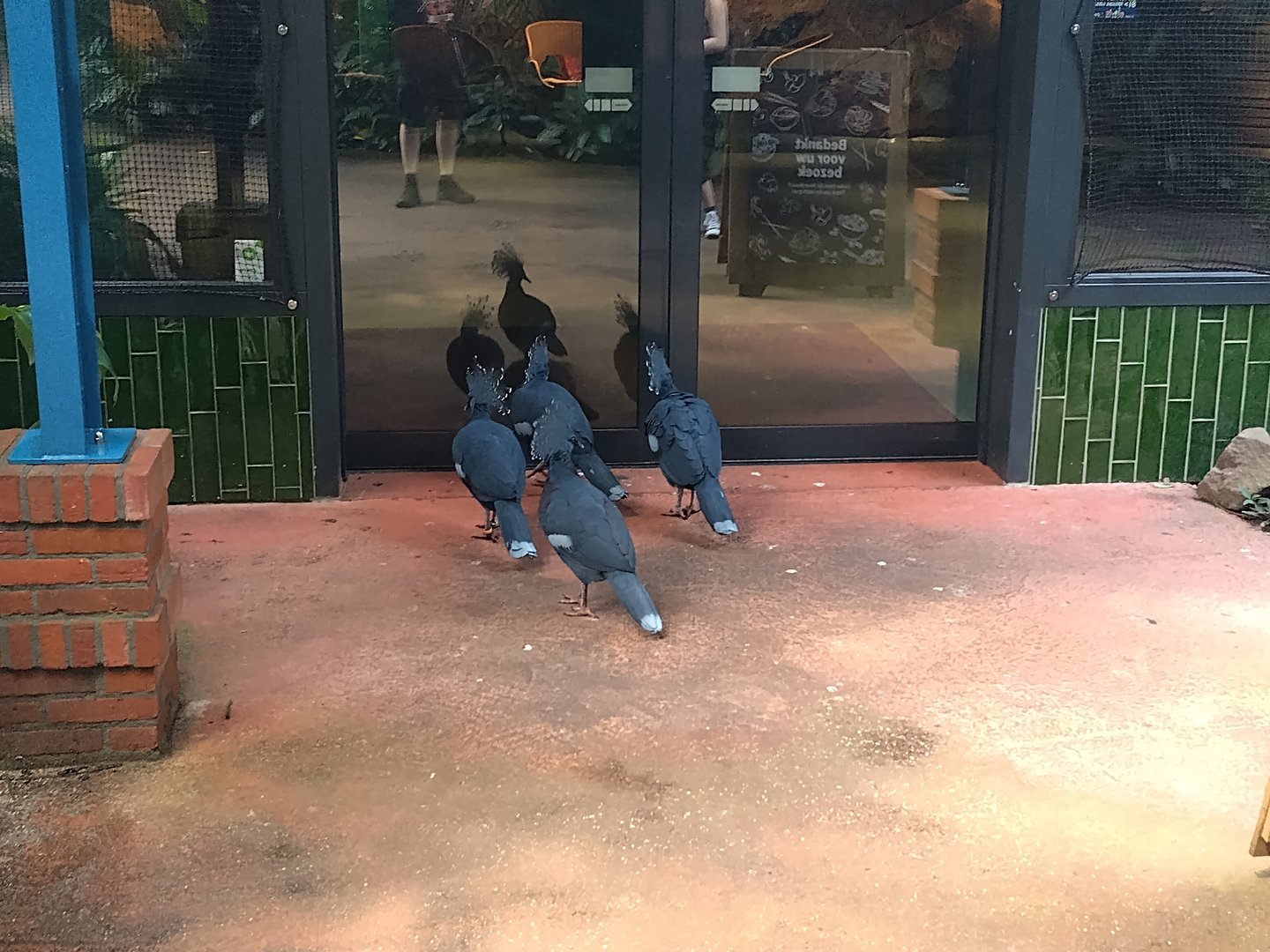 Crowned pigeons try to enter restaurant