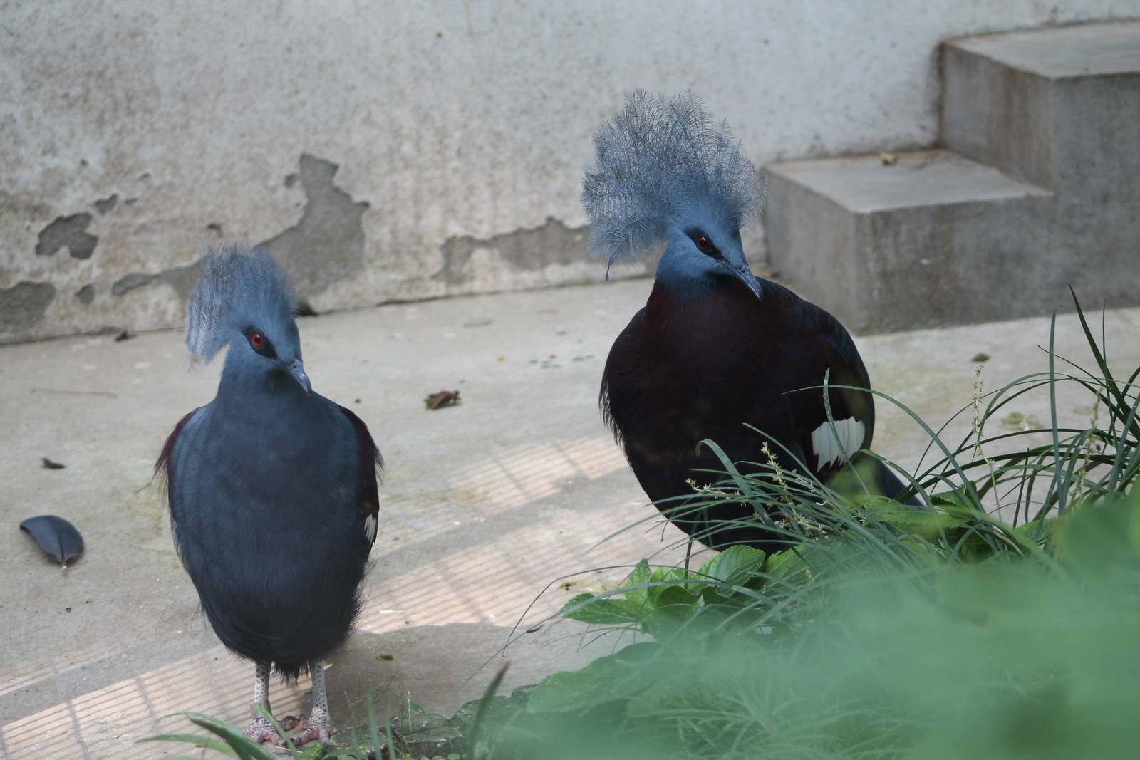 crowned pigeons