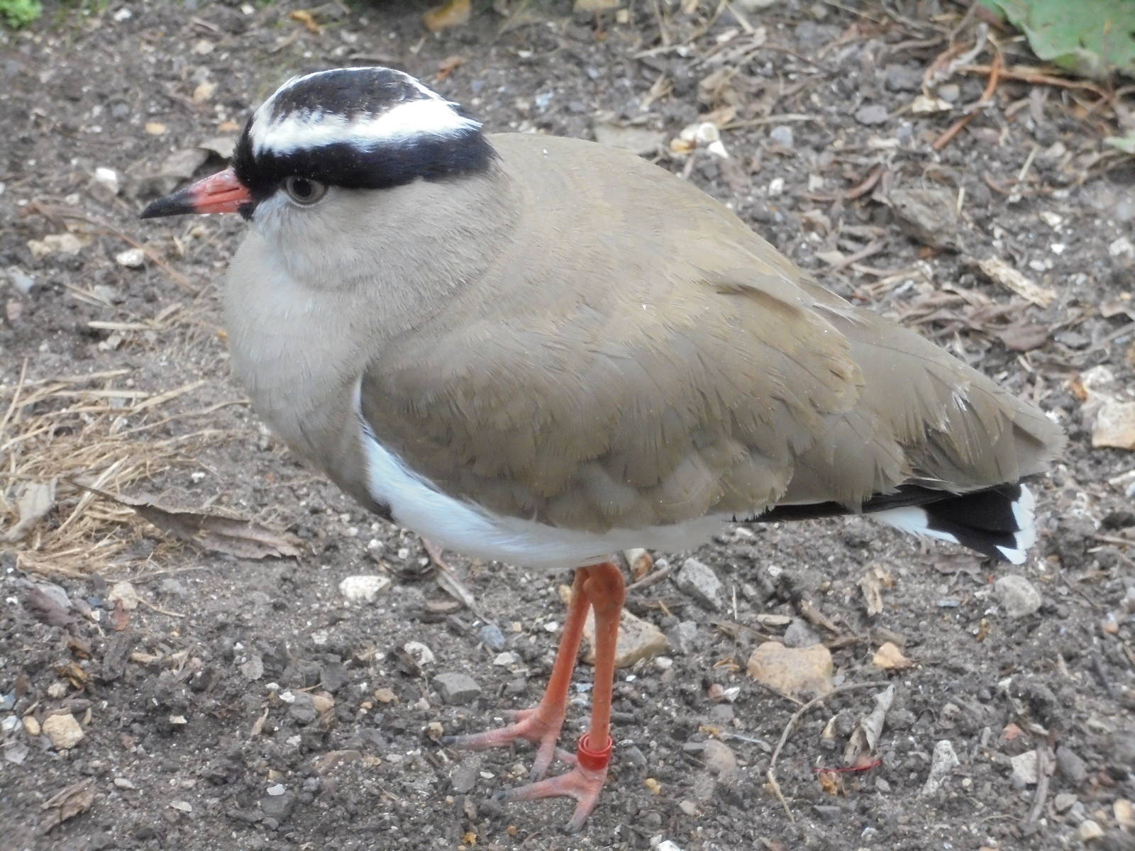 Crowned Plover 2015