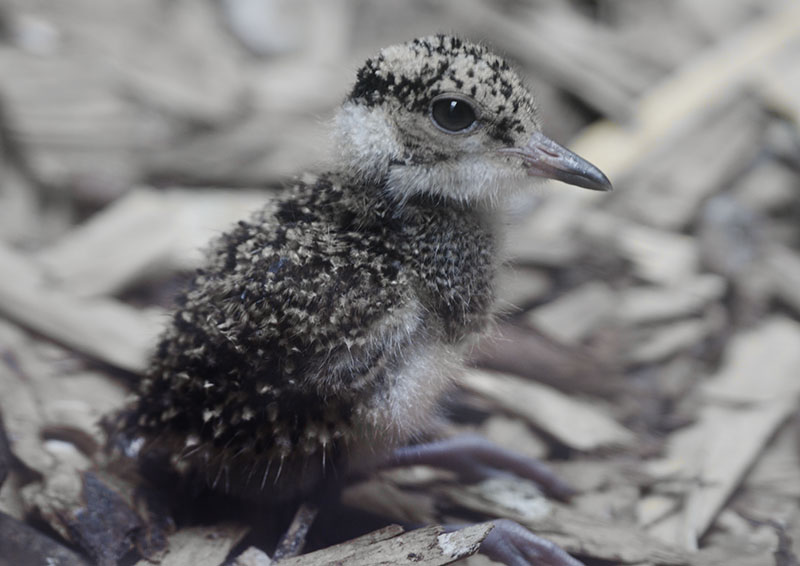 Crowned plover chick