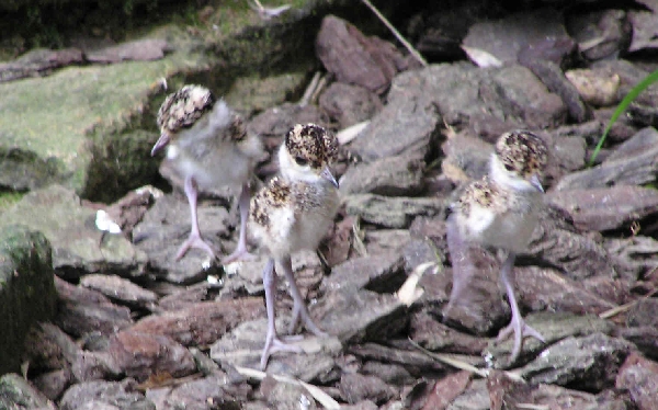 Crowned Plover chicks
