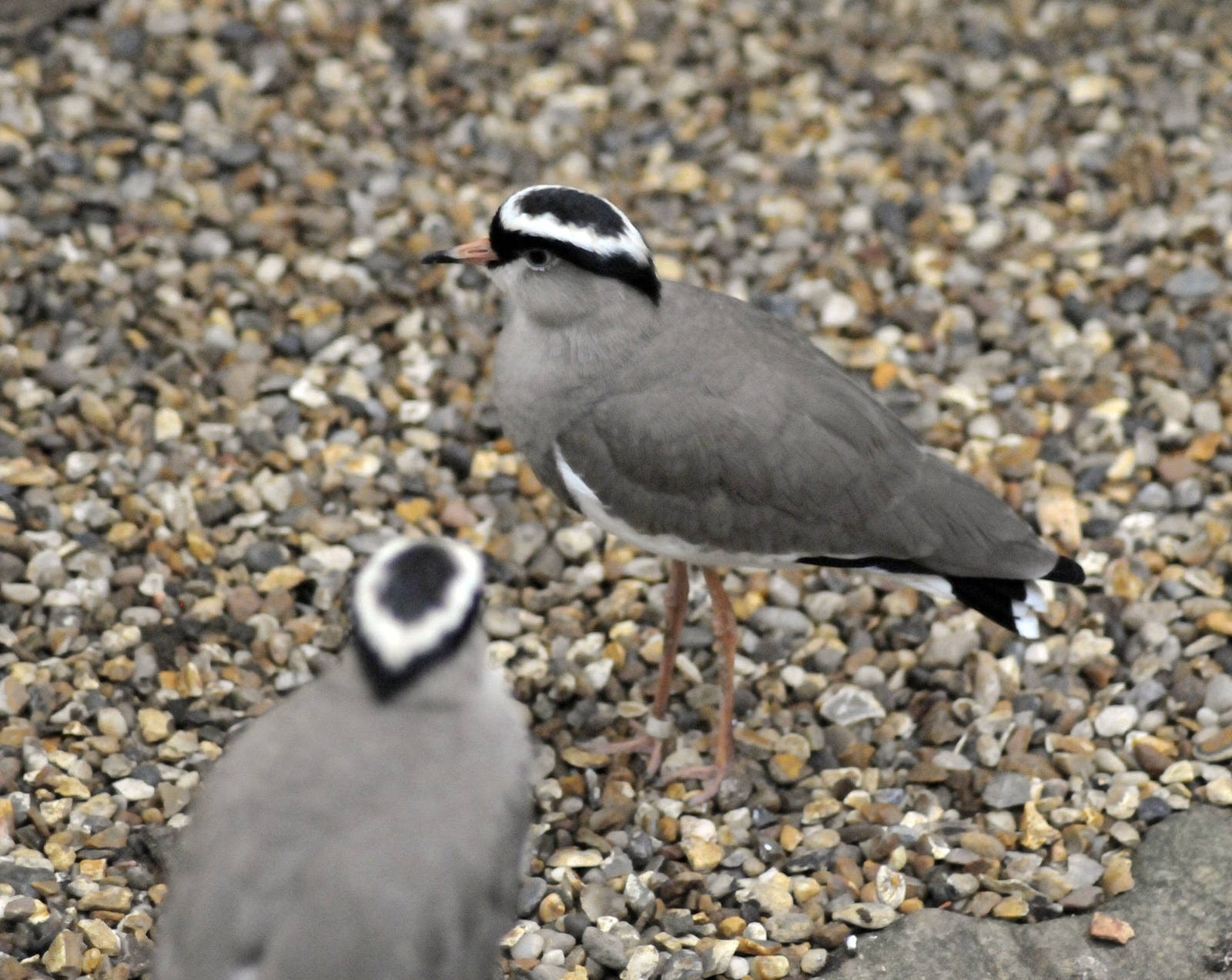 crowned plover or lapwing