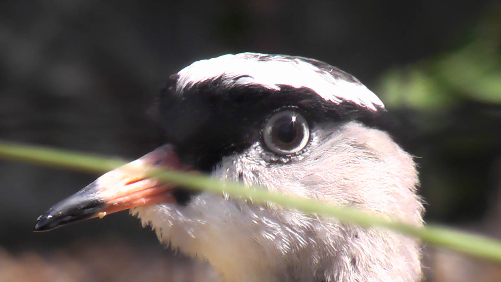 Crowned Plover - Welsh Mountain Zoo