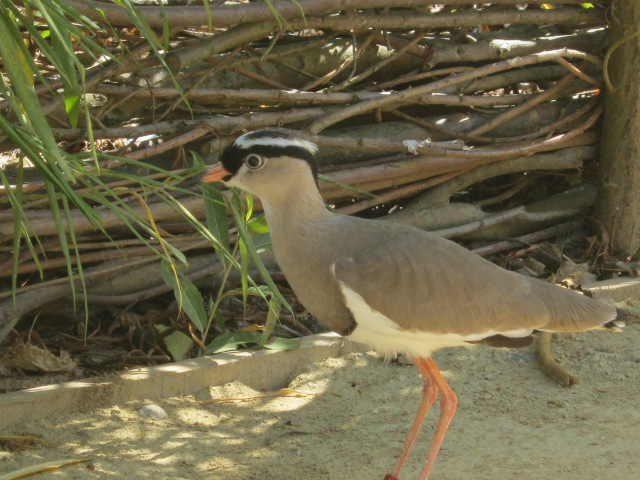 Crowned Plover