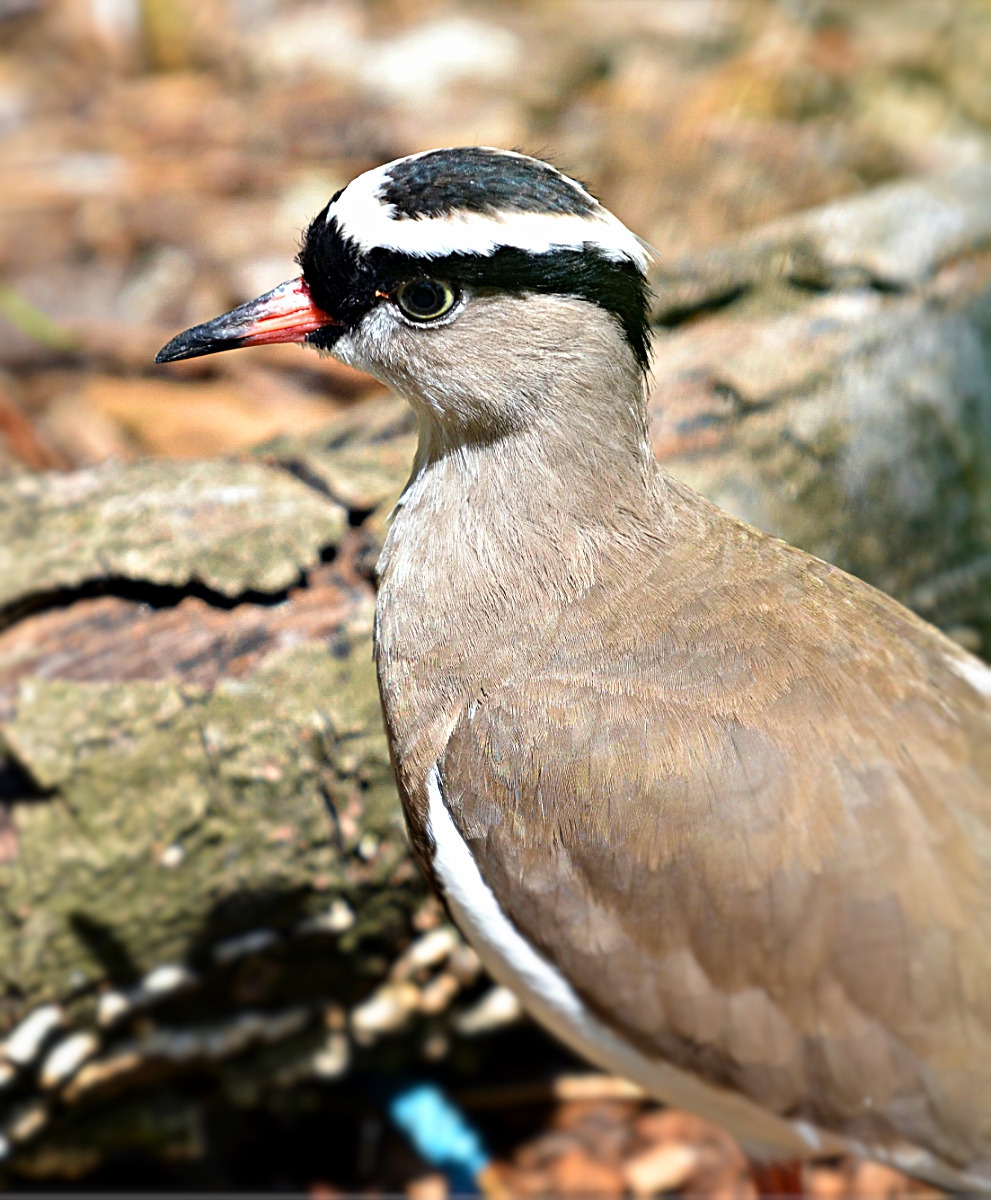 CROWNED PLOVER