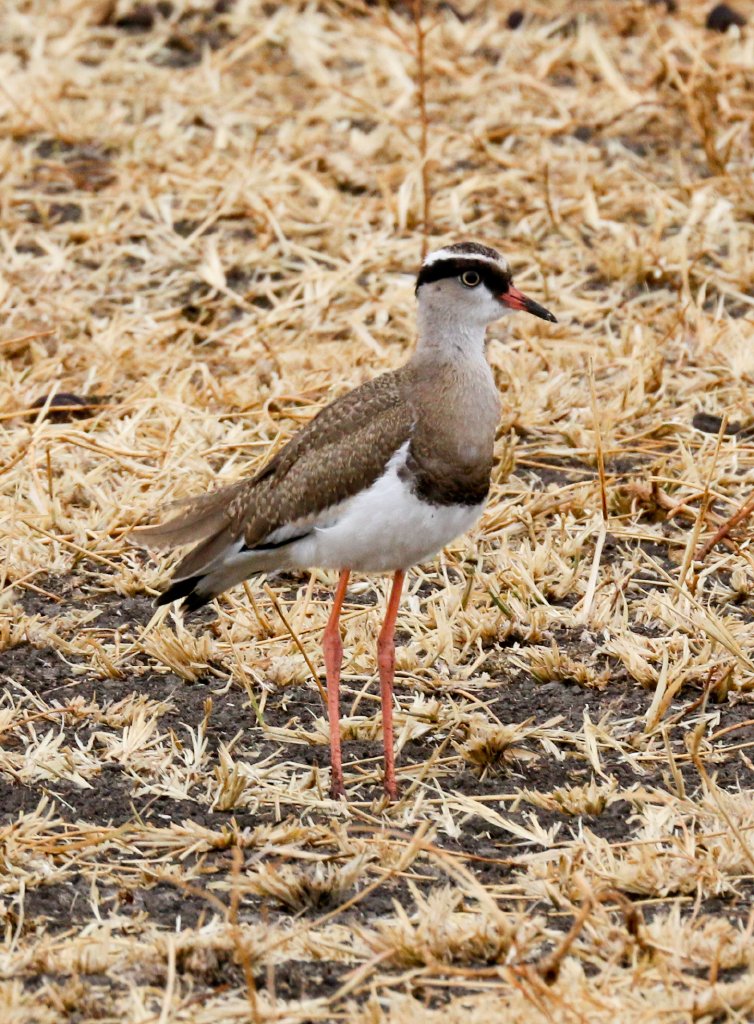 Crowned Plover