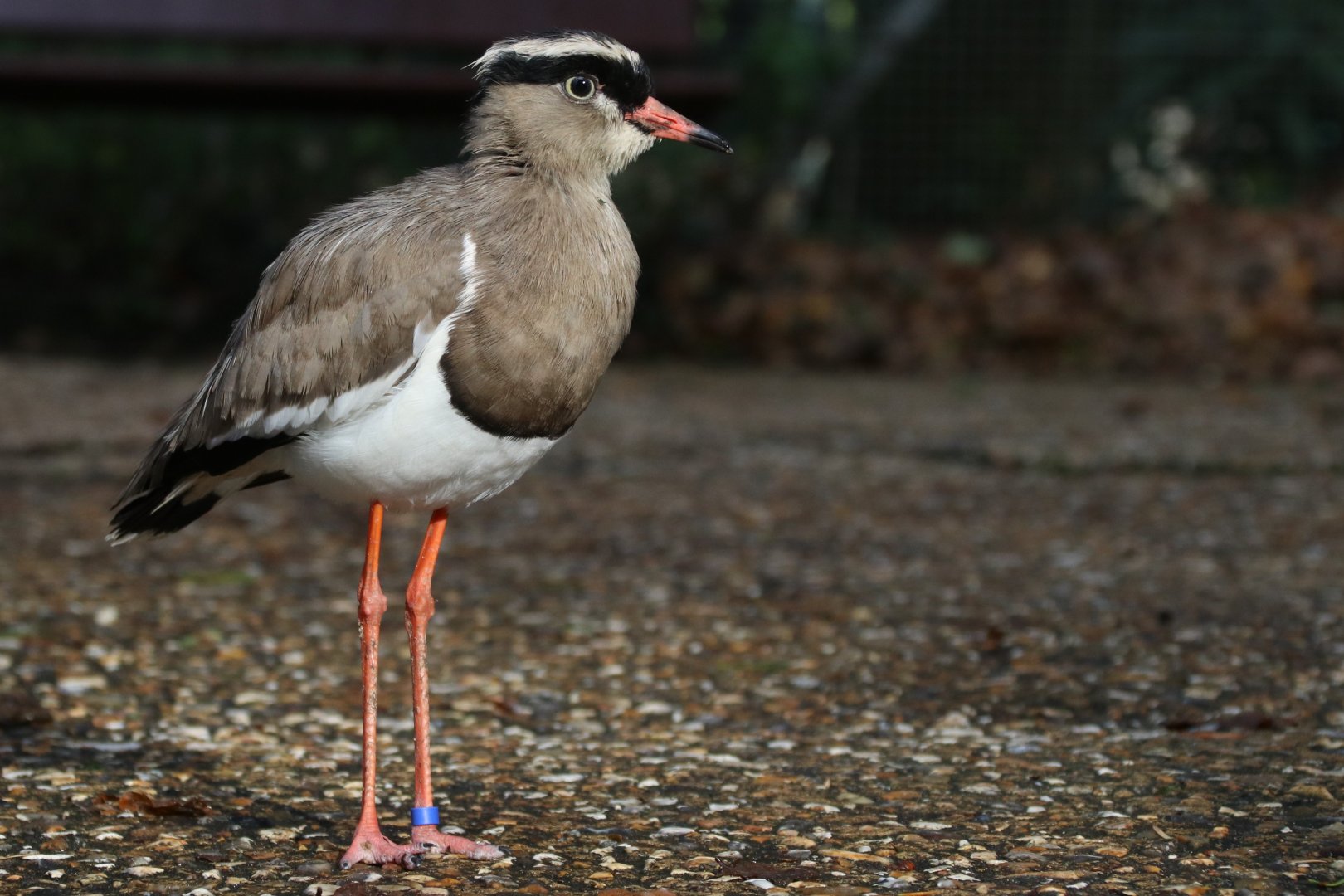 Crowned plover
