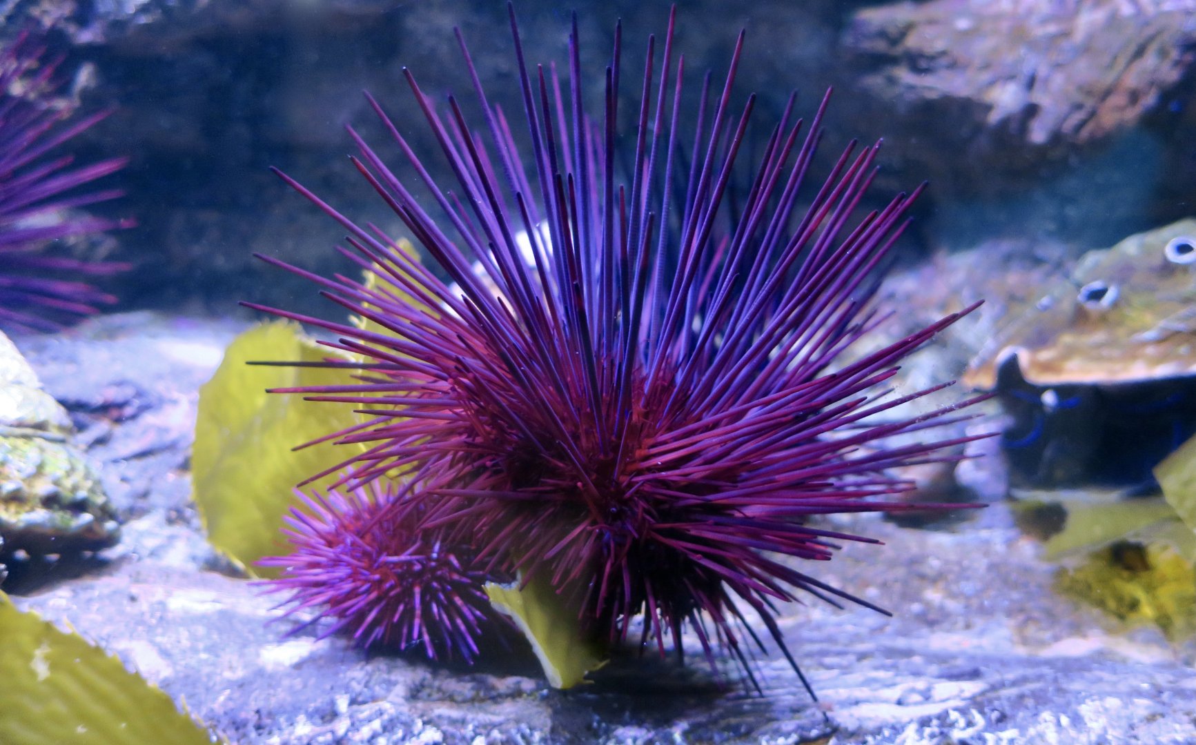 Crowned Sea Urchin (Centrostephanus coronatus)