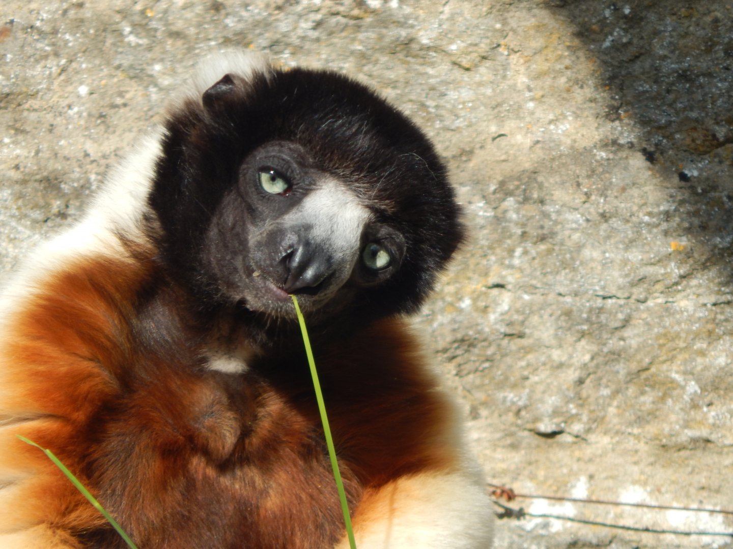 Crowned sifaka 150524