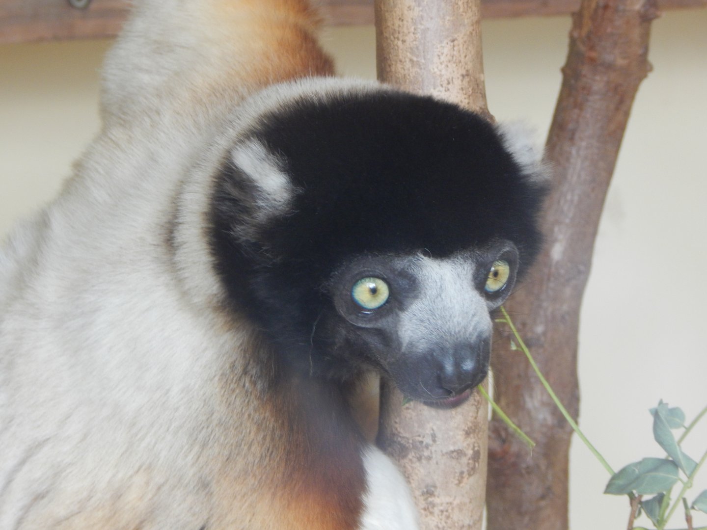 Crowned sifaka 210421
