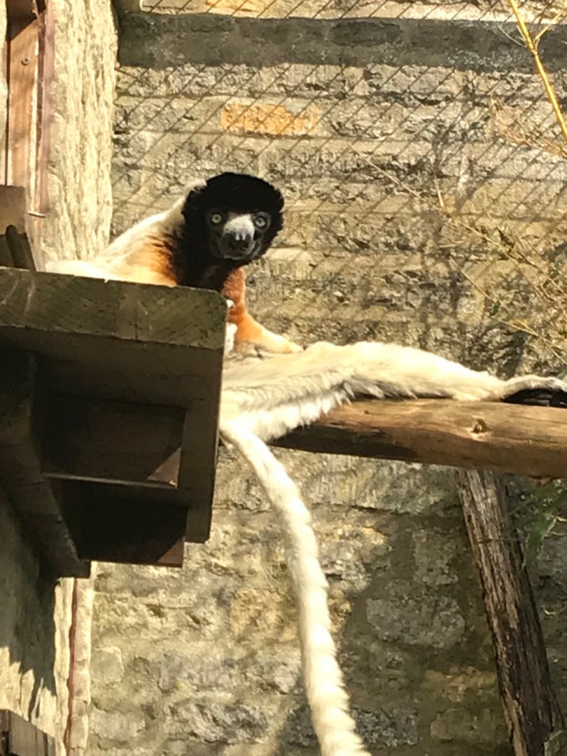 Crowned sifaka 250318