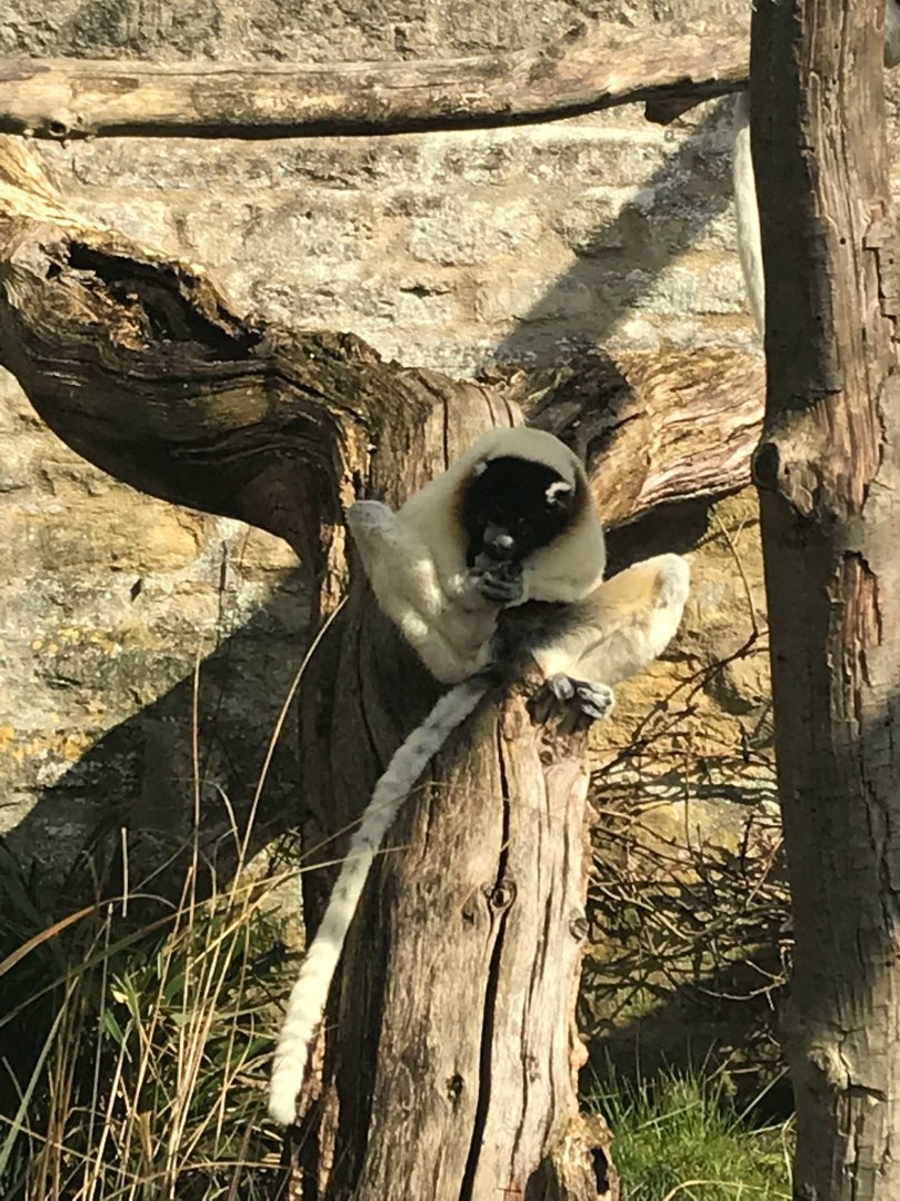 Crowned sifaka 250318