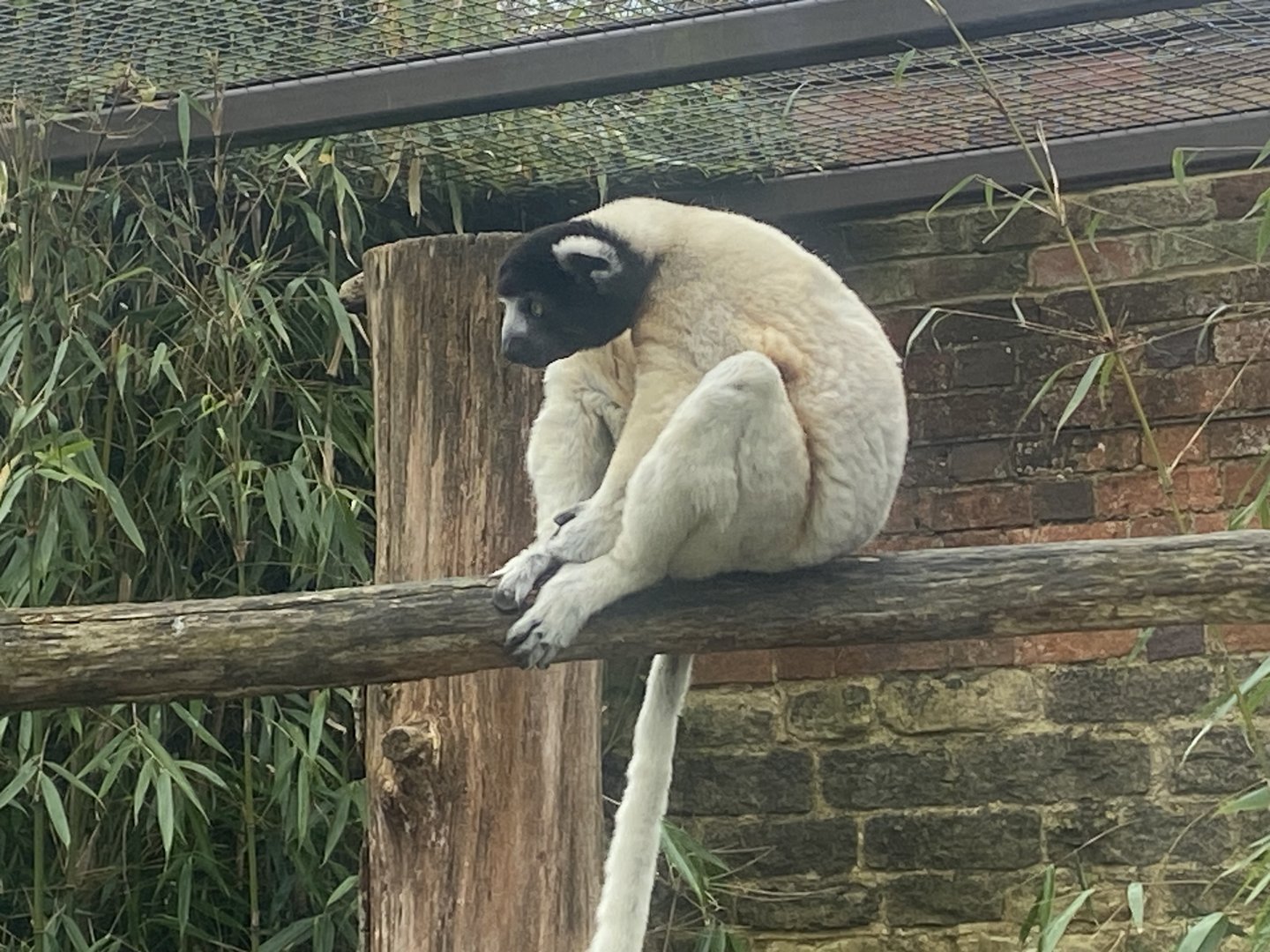 Crowned sifaka 280423