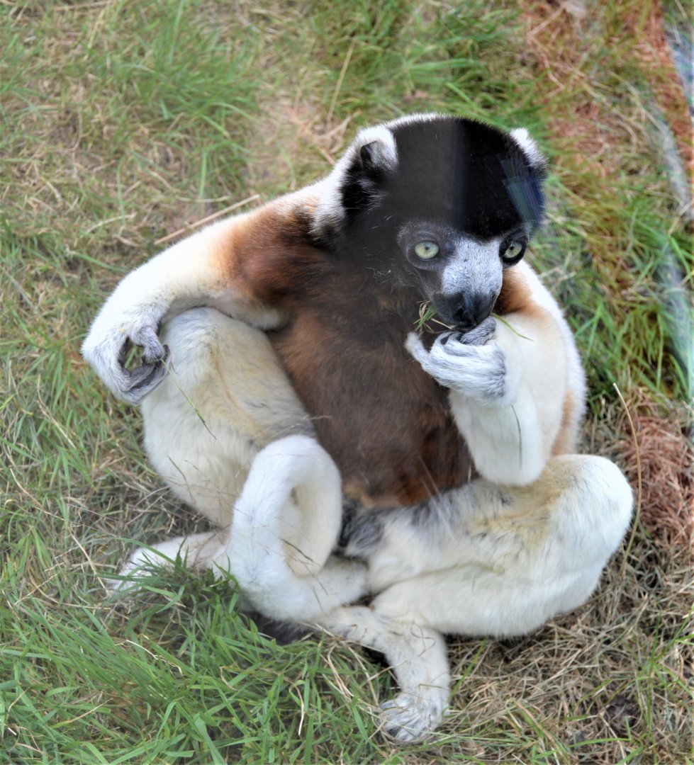 Crowned Sifaka (3)