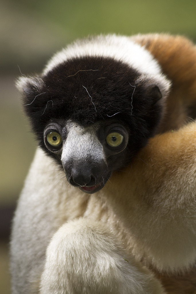 Crowned Sifaka, 6/28/14
