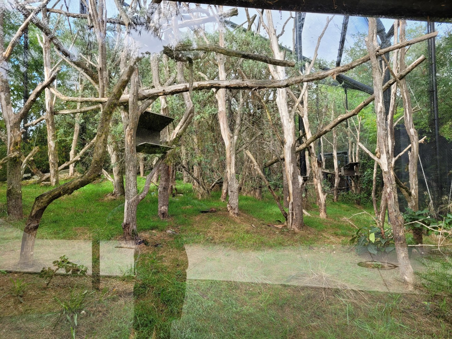 Crowned sifaka and Red-bellied lemur exhibit -Parc Zoologique de Paris (2022)