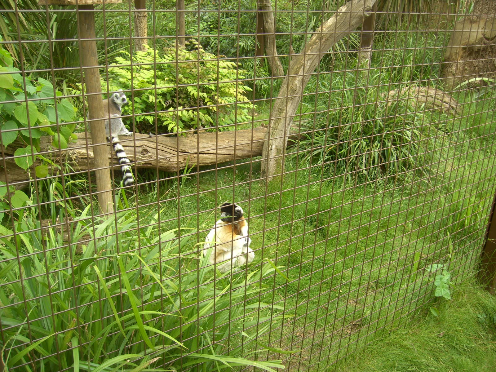 Crowned Sifaka and Ring-Tailed Lemur
