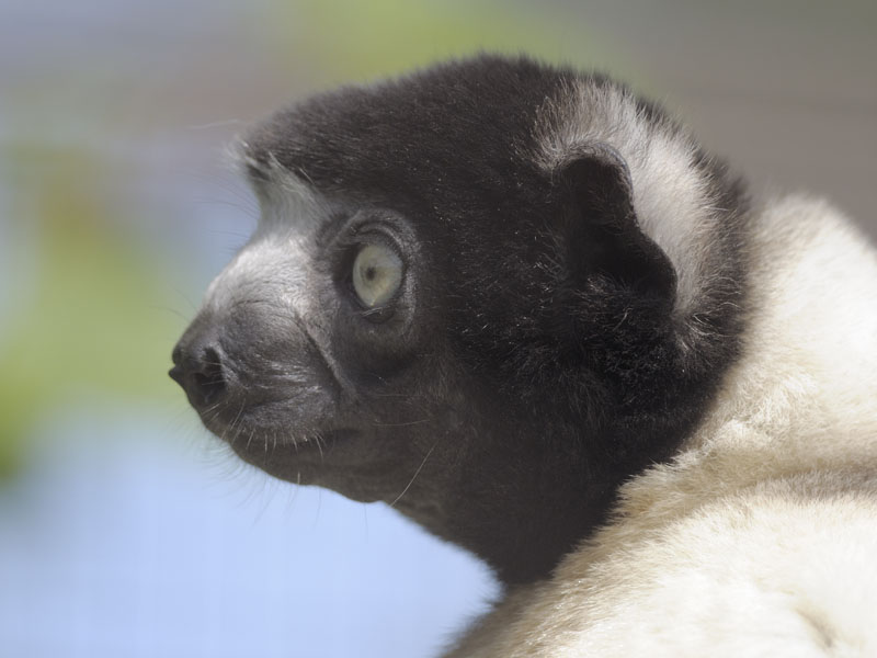 Crowned sifaka at Burford