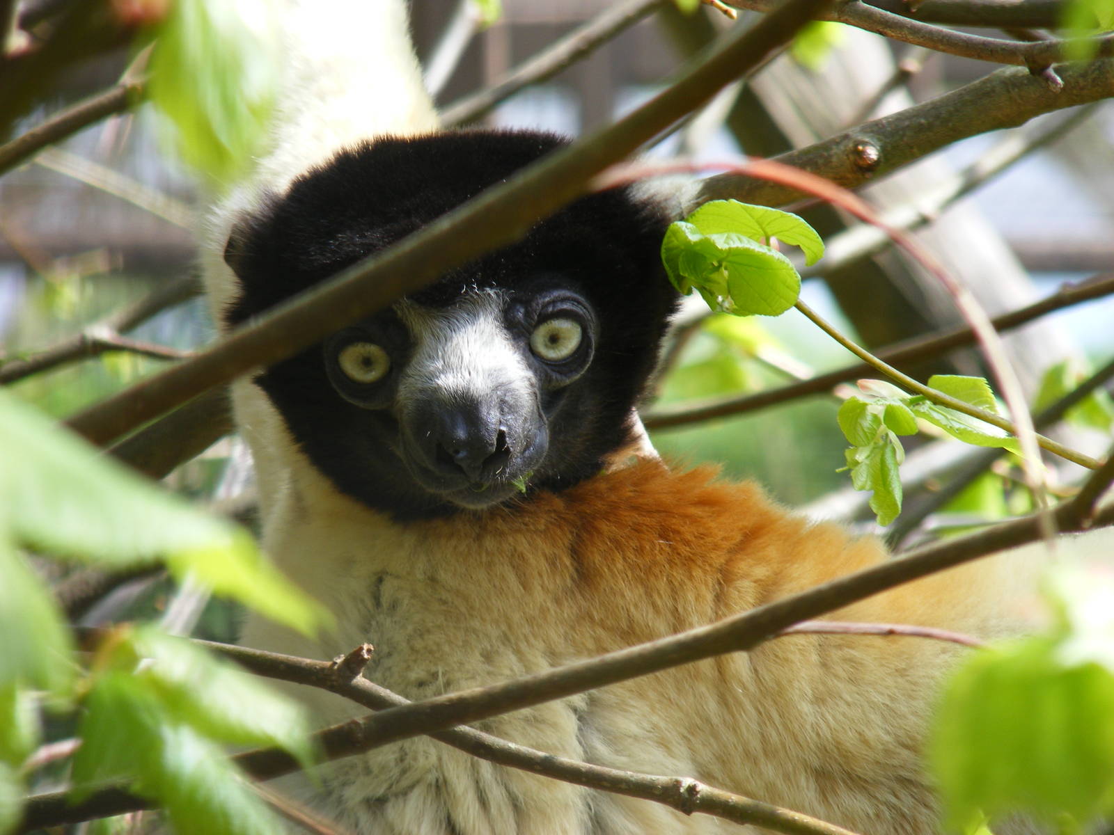Crowned sifaka at Cotswold Wildlife Park, 3 May 2010