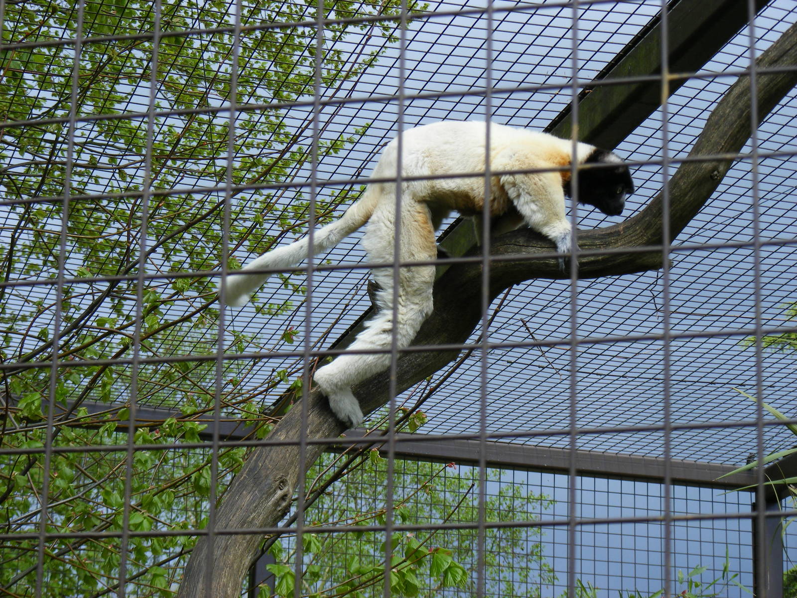 Crowned sifaka at Cotswold Wildlife Park, 3 May 2010