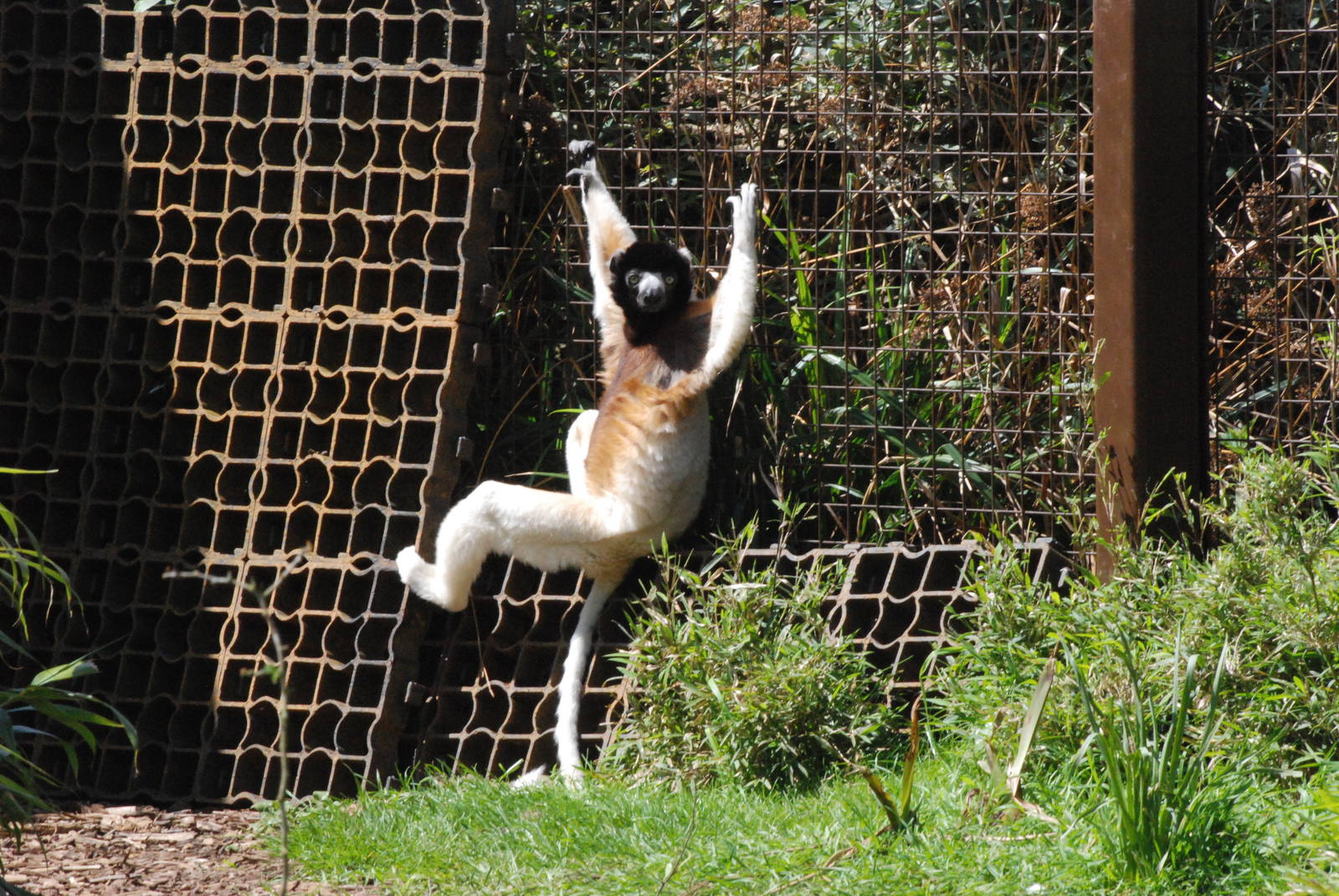 Crowned Sifaka at Cotswold WP, 12/05/12