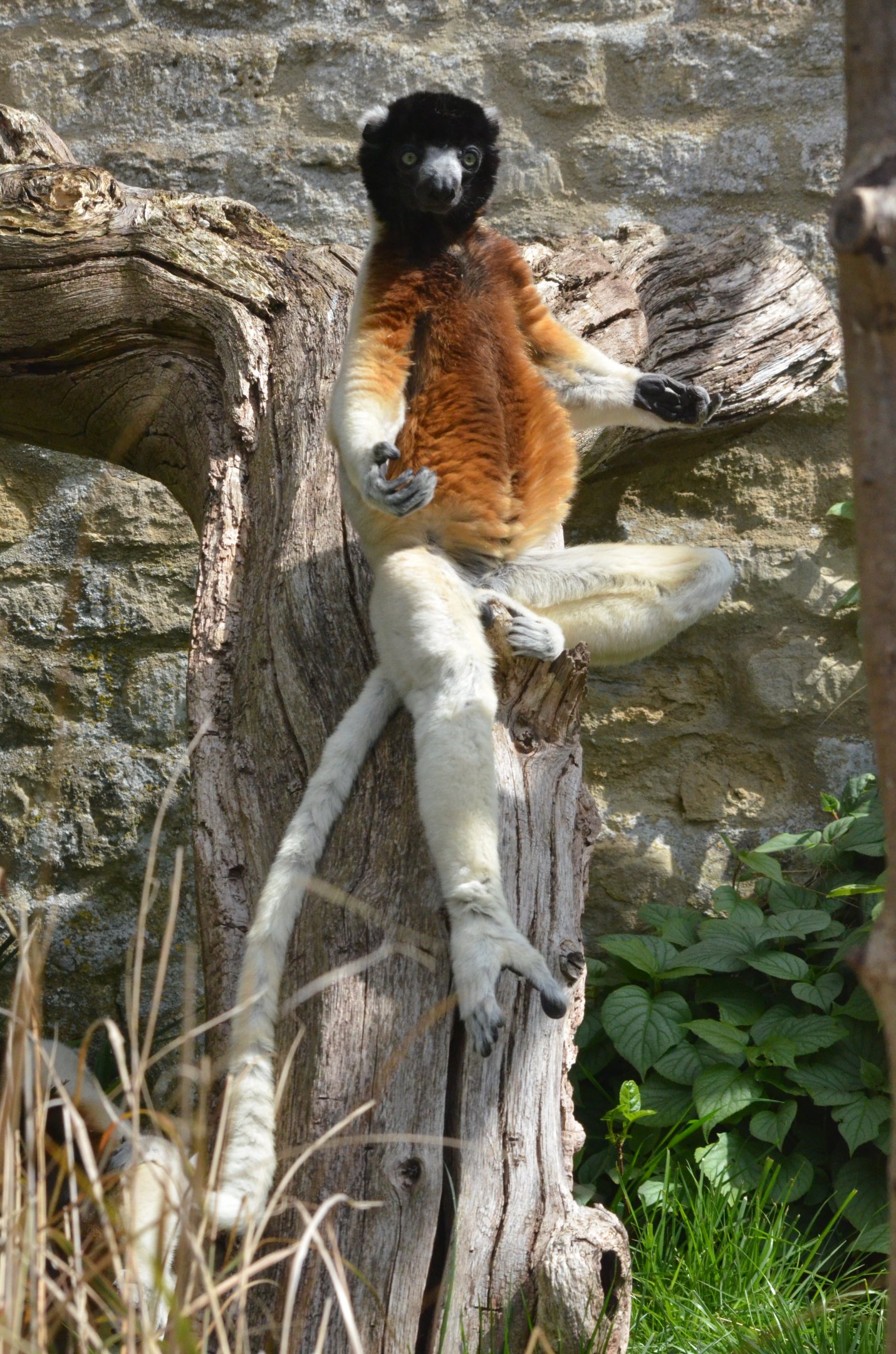 Crowned Sifaka at Cotswold WP, 22/04/17