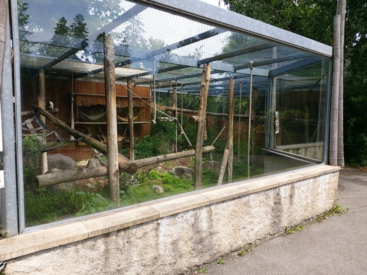 Crowned sifaka aviary