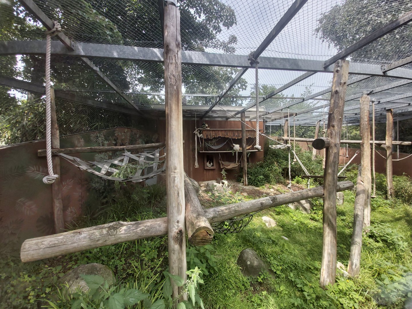Crowned sifaka aviary