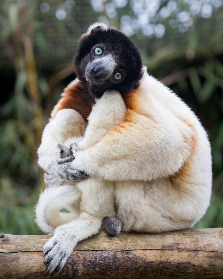 Crowned Sifaka / Cotswold Wildlife Park / 5-4-23