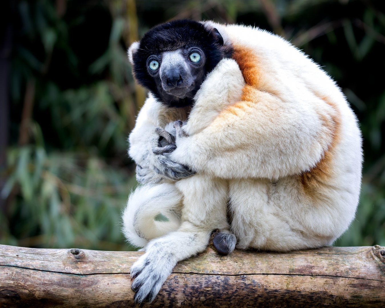 Crowned Sifaka / Cotswold Wildlife Park / 5-4-23