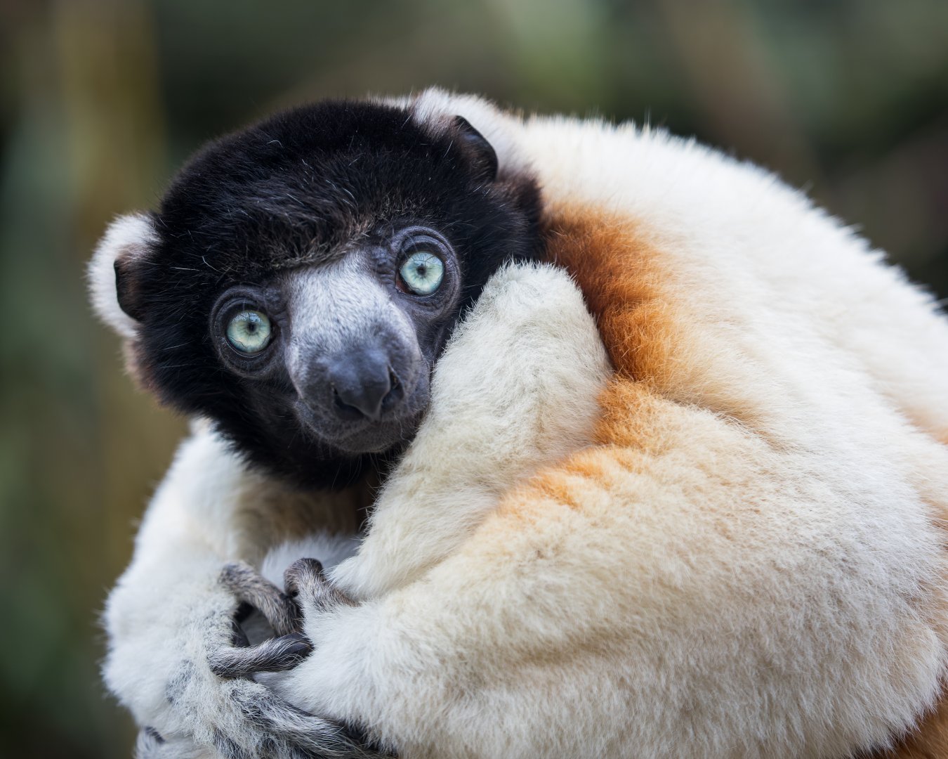 Crowned Sifaka / Cotswold Wildlife Park / 5-4-23