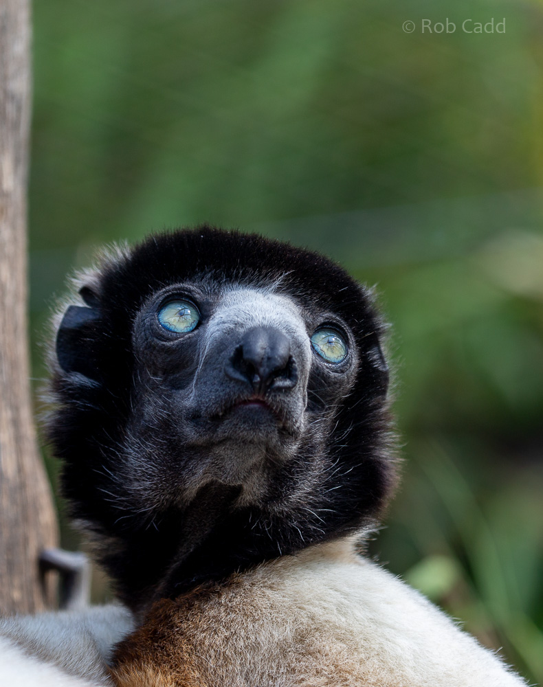 Crowned sifaka : Cotswold WP : 12 Jul 2019