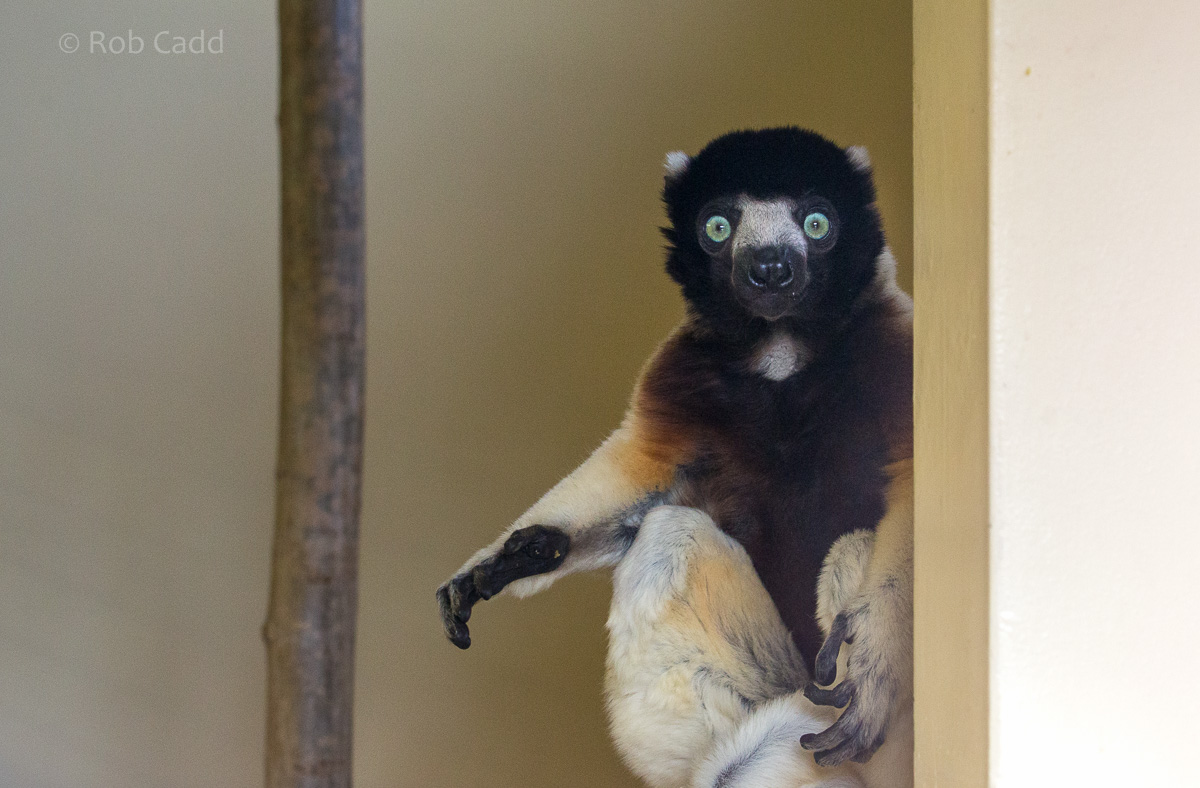 Crowned sifaka : Cotswold WP : 19 Apr 2015