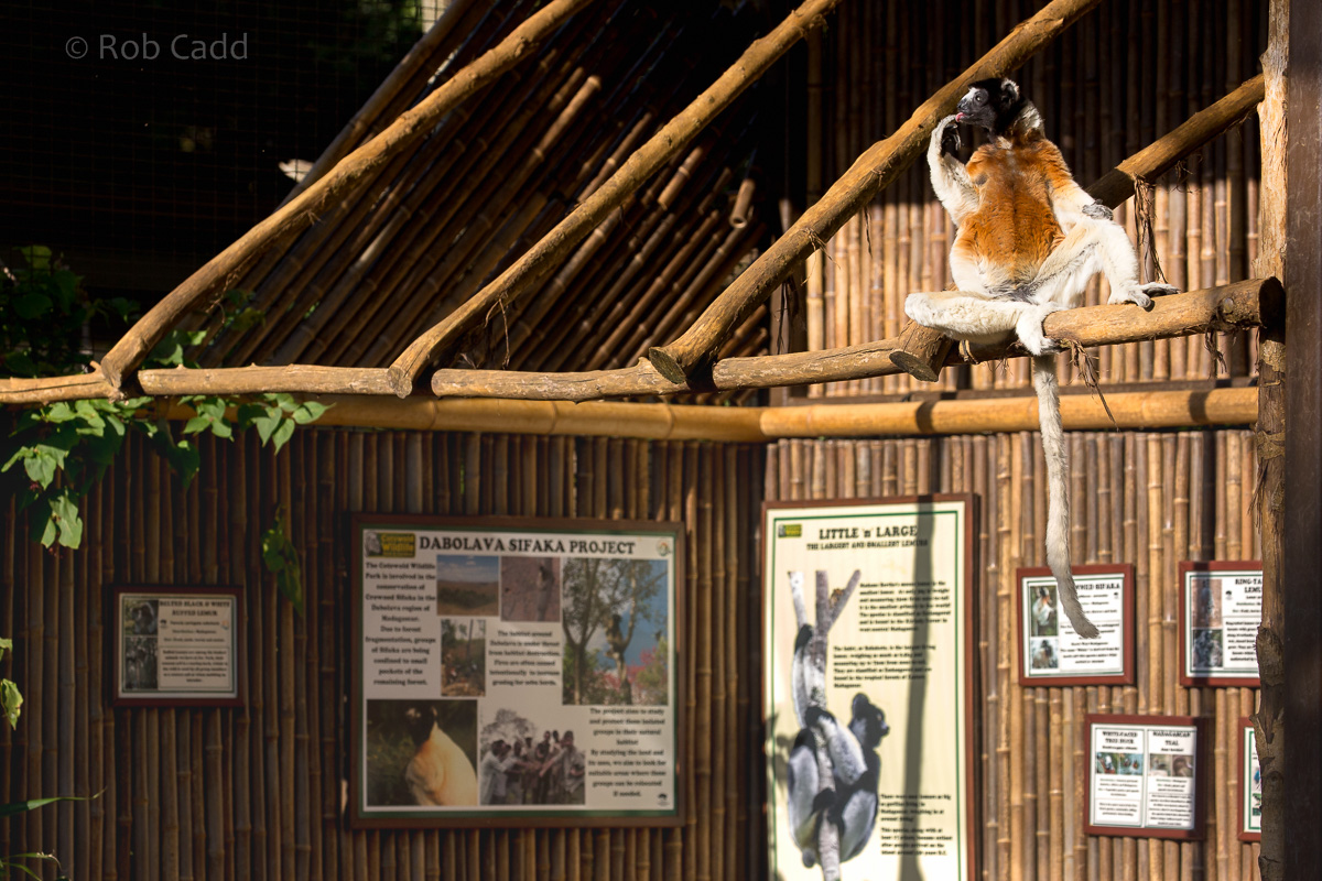 Crowned sifaka : Cotswold WP : 20 Oct 2015