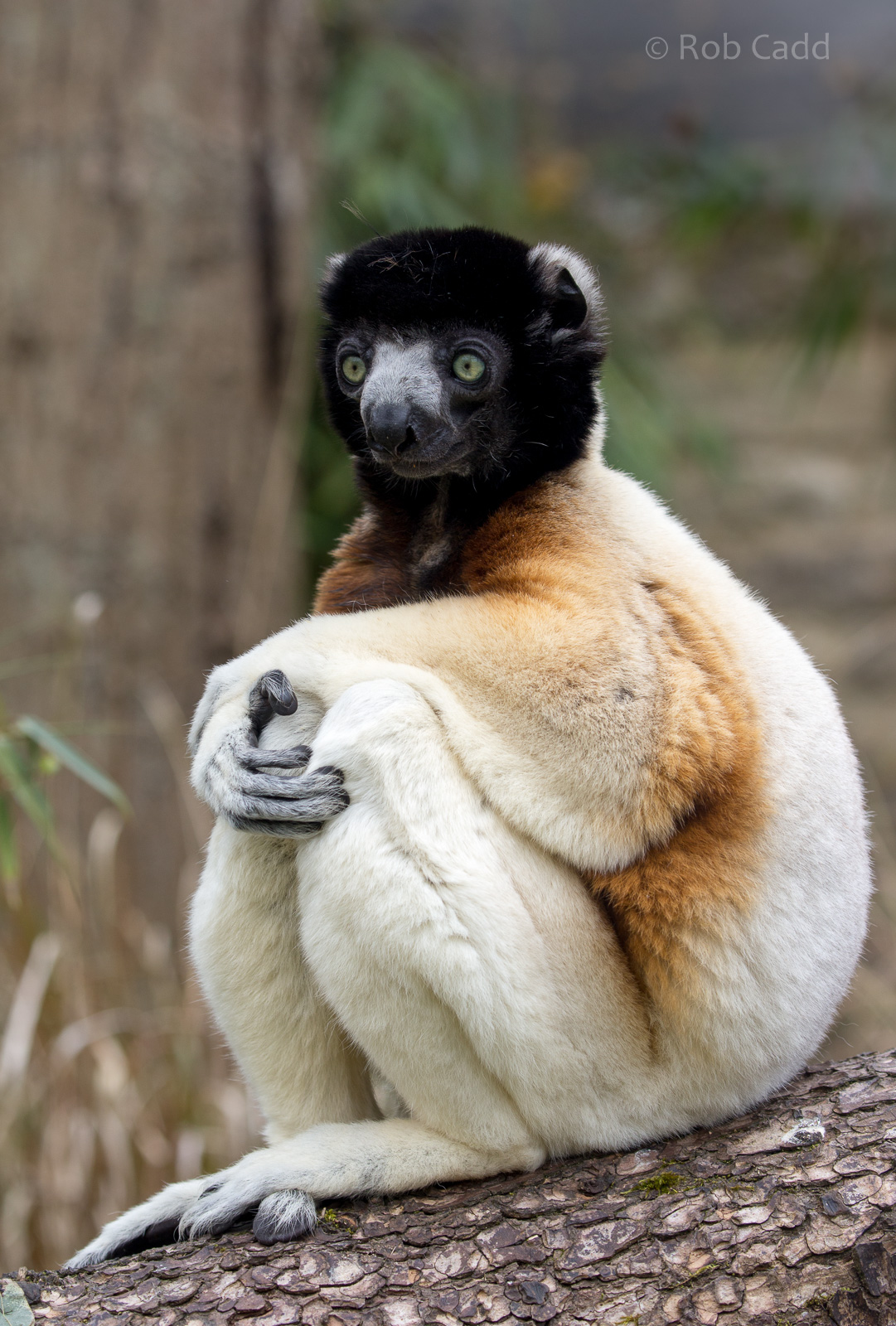 Crowned sifaka : Cotswold WP : 21 Apr 2017