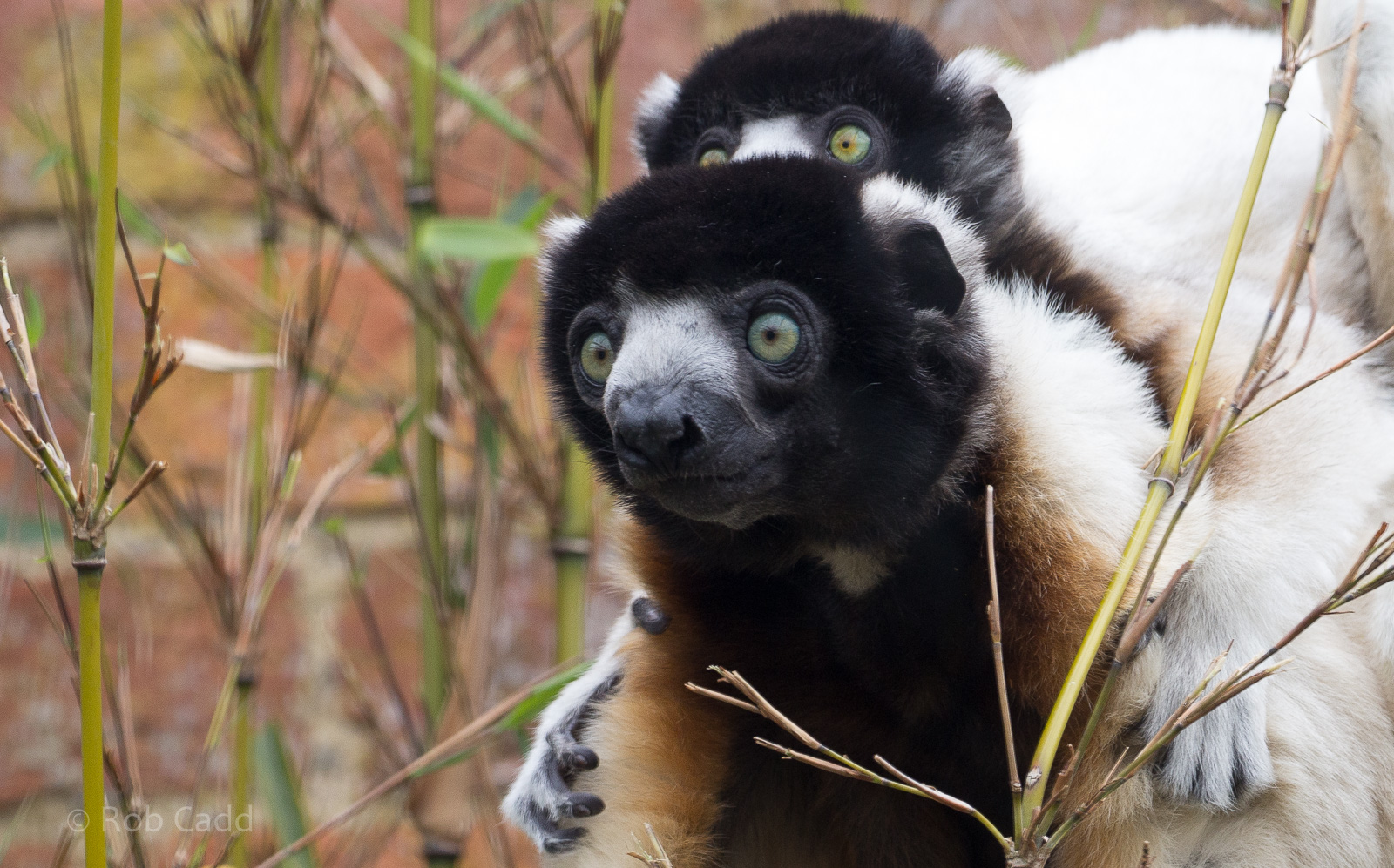 Crowned sifaka : Cotswold WP : 21 Apr 2017