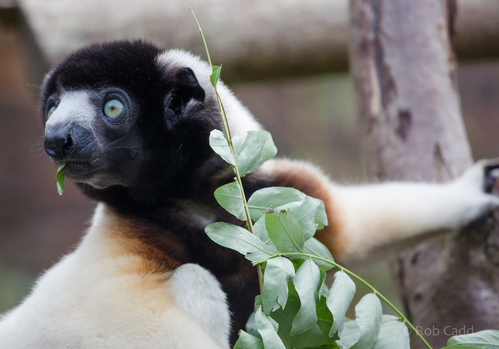 Crowned sifaka : Cotswold WP : 25 Oct 2014