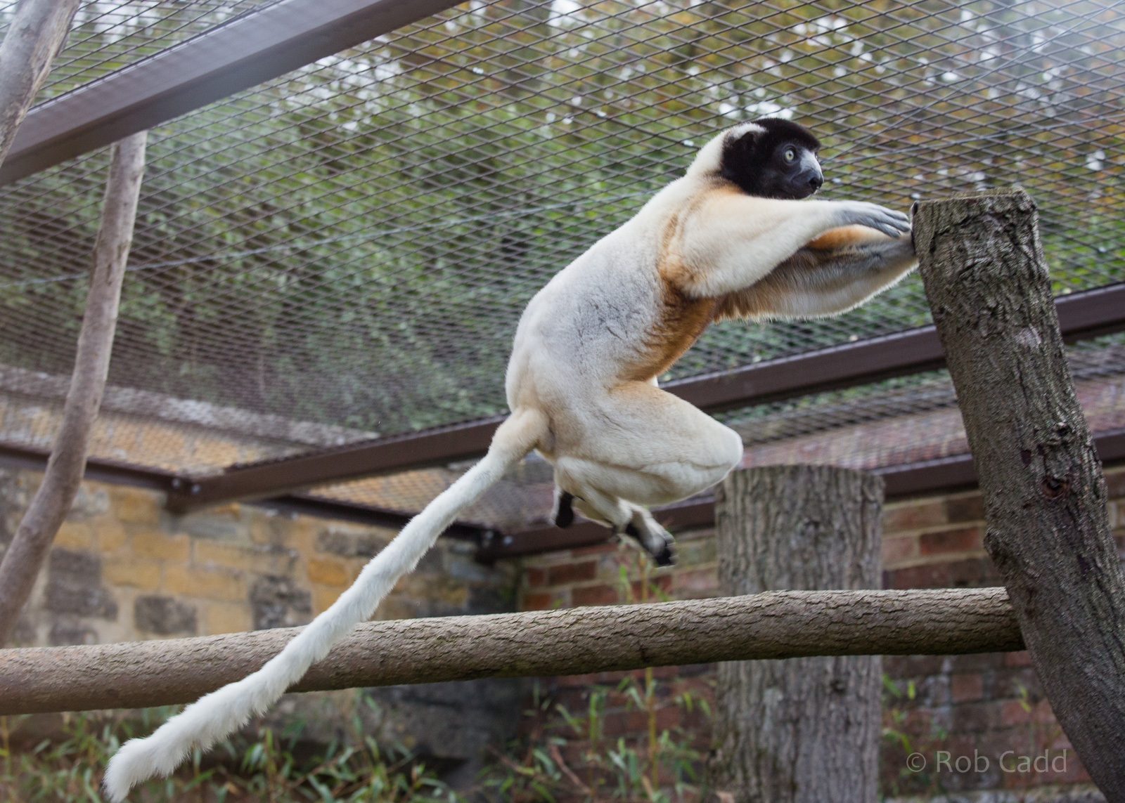 Crowned sifaka : Cotswold WP : 25 Oct 2014